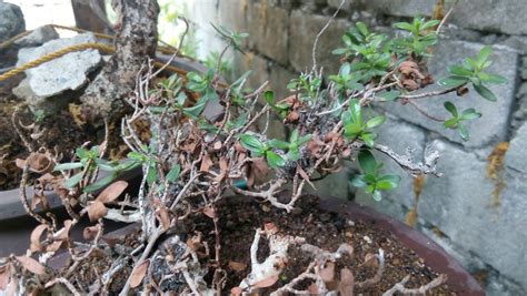 Bantigue aka Pemphis Acidula Growing .